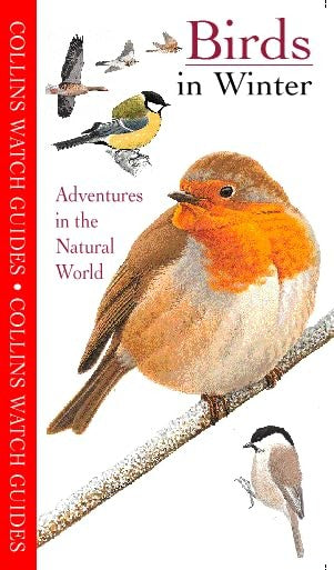 Birds in Winter