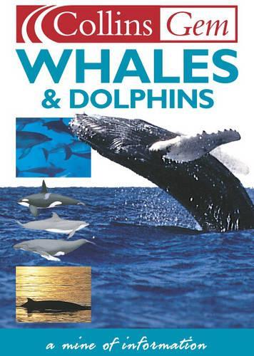 Whales and Dolphins