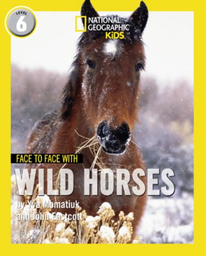 Face to Face with Wild Horses