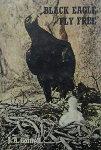 Black Eagle Fly Free