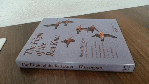 The Flight of the Red Knot