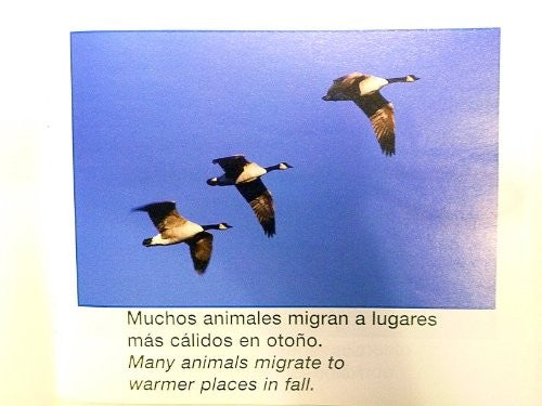 Migracion Migration
