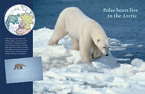 Polar Bears