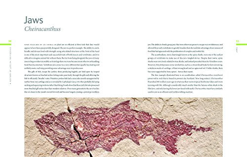 A History of Life in 100 Fossils