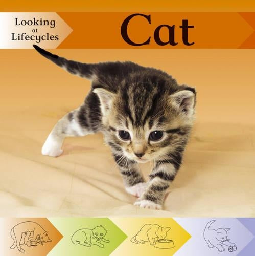Looking at Lifecycles: Cat