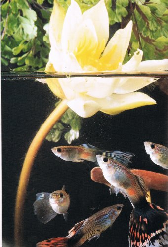 The Ultimate Encyclopedia of Aquarium Fish and Fish Care