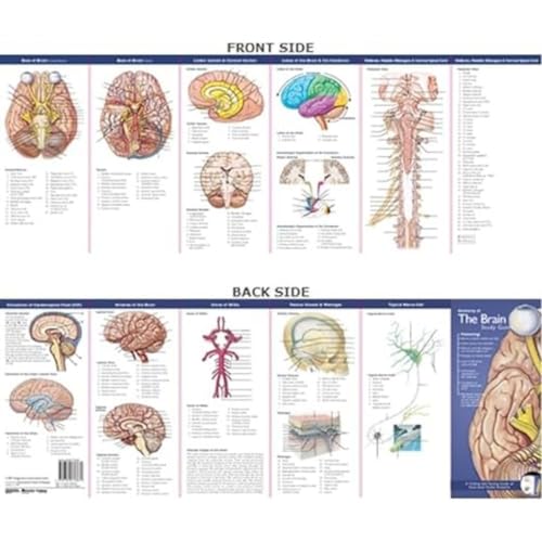 Anatomical Chart Company's Illustrated Pocket Anatomy: Anatomy of The Brain Study Guide