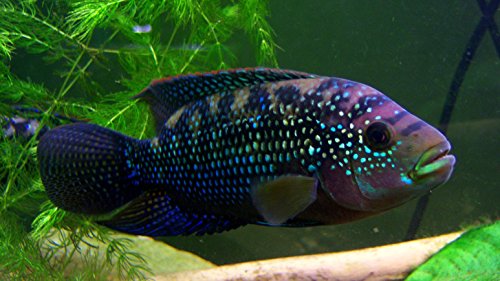 The Guide to Owning Central American Cichlids