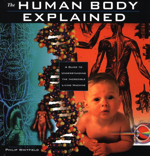 The Human Body Explained