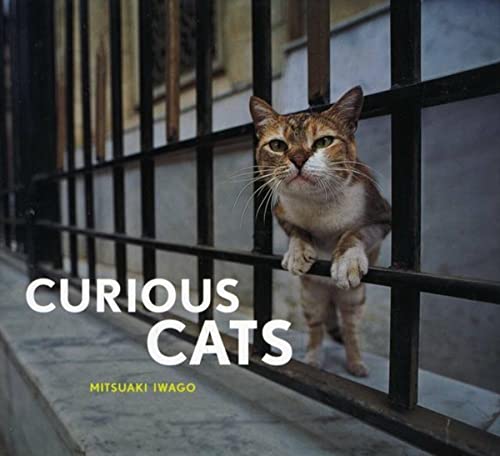 Curious Cats