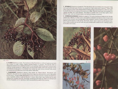 Wild Fruits and Berries
