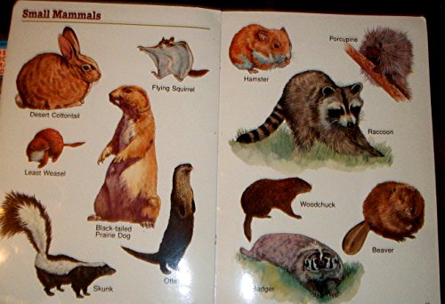 Wild Animals