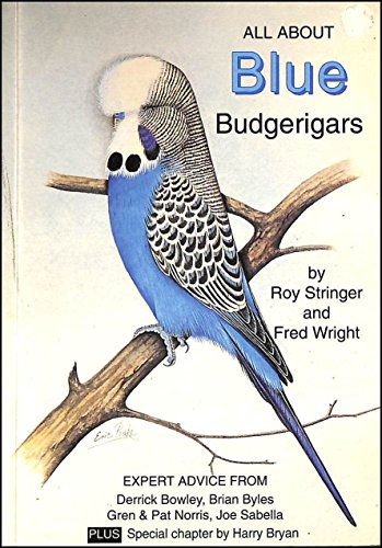Grey and Grey Green Budgerigars