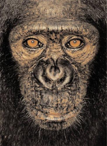 James and Other Apes
