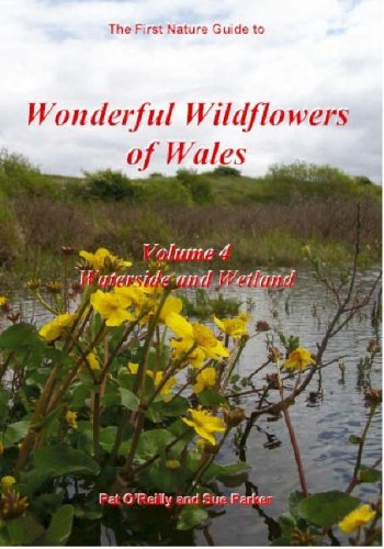 Wild Orchids in Wales