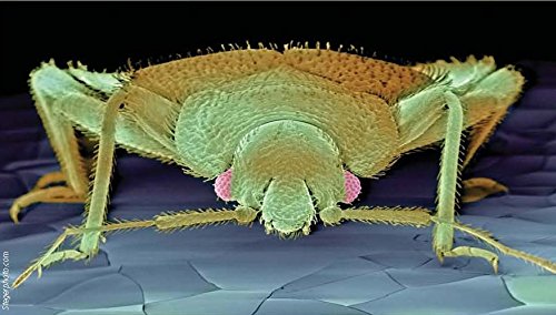 Bed Bugs Beware