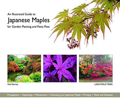 An Illustrated Guide to Japanese Maples for Garden Planting and Patio Pots