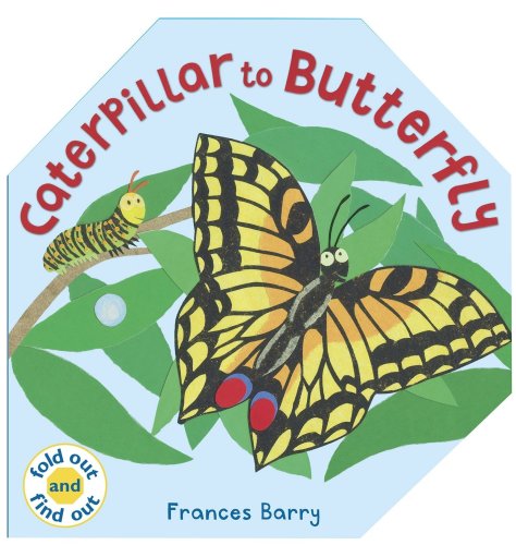Caterpillar To Butterfly