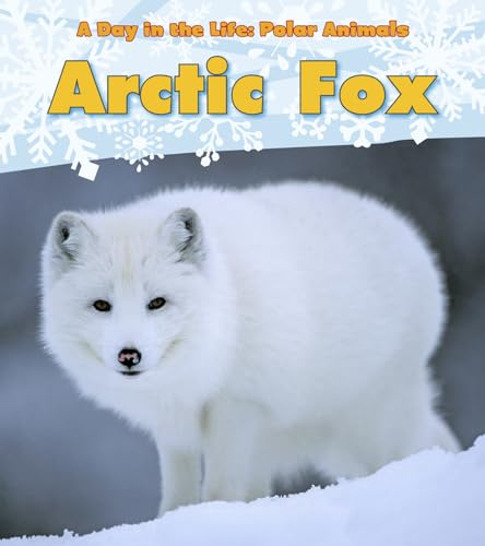 Day in the Life Polar Animals Arctic Fox