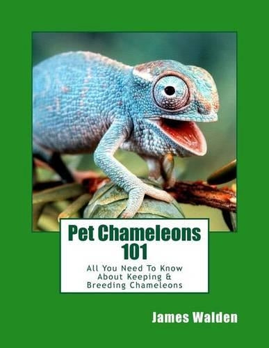 Pet Chameleons 101
