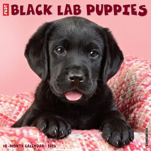 Black Lab Puppies 2026 12 X 12 Wall Calendar