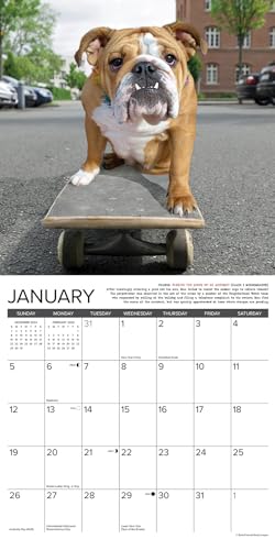 Bulldog Bad Boys 2026 12 X 12 Wall Calendar