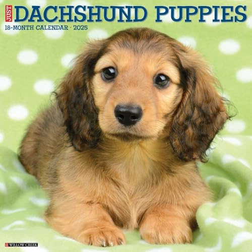 Dachshund Puppies 2026 12 X 12 Wall Calendar