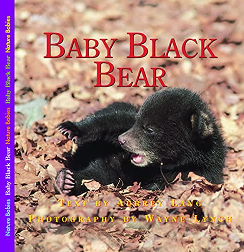 Baby Black Bear
