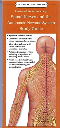 Spinal Nerves and the Autonomic Nervous System