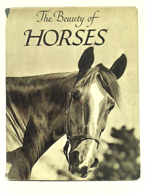 The Beauty Of Horses