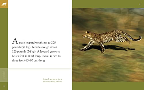 Leopards