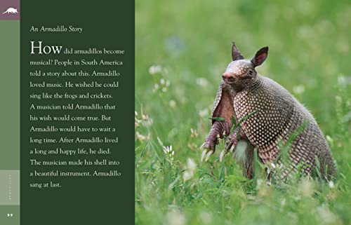 Armadillos