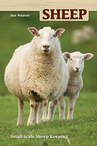 Sheep