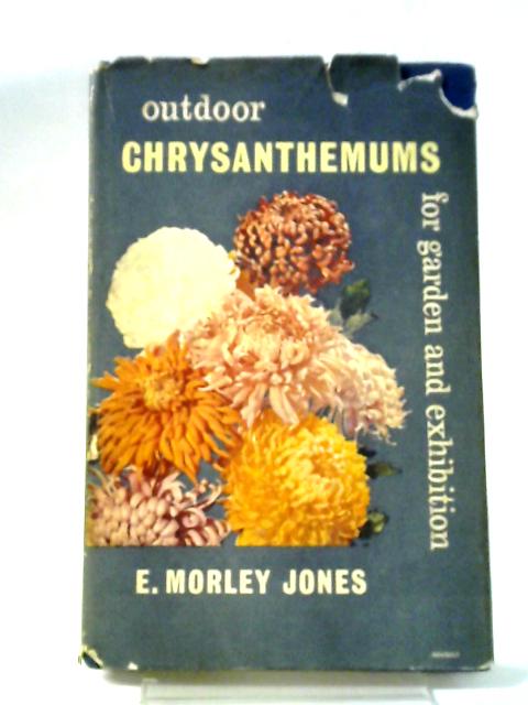 Outdoor Chrysanthemums For Garden And Exhibition