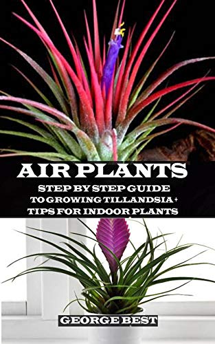 Air Plant