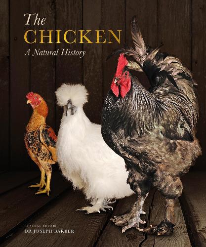 The Chicken