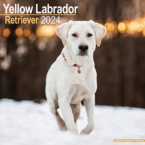 Labrador Ret (Yellow) Calendar 2024 Square Dog Breed Wall Calendar - 16 Month
