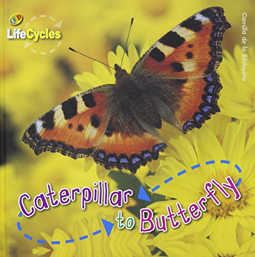Caterpillar to Butterfly