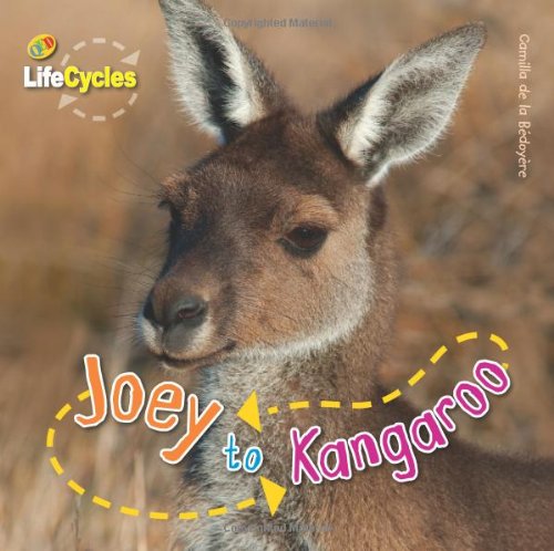 Life Cycle Joey to Kangaroo