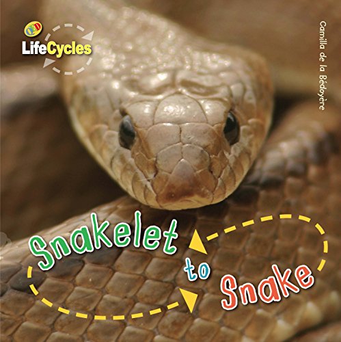 Snakelet to Snake