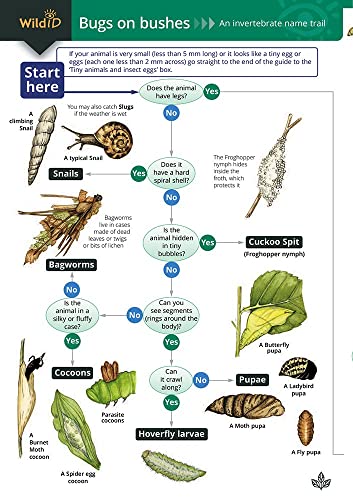 Bugs on Bushes