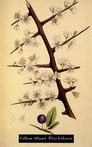 Blackthorn