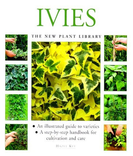 Ivies
