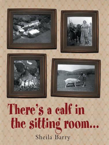 There's a Calf in the Sitting Room