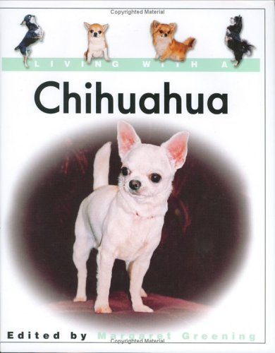 Living with a Chihuahua
