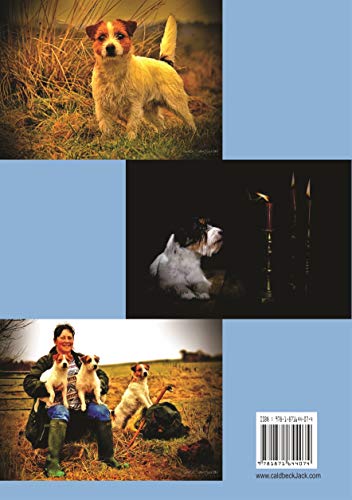CaldbeckJack - Home of the true original Cumbrian Jack Russell Terrier