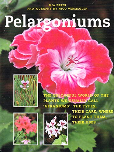 Pelargoniums