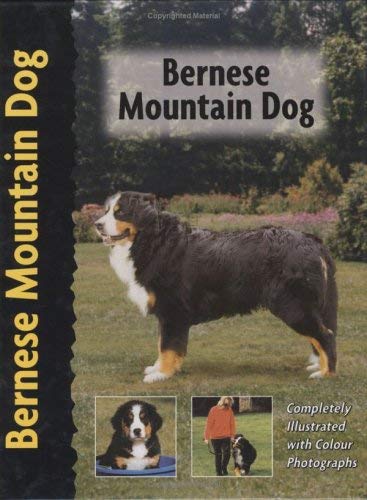 Bernese Mountain Dog