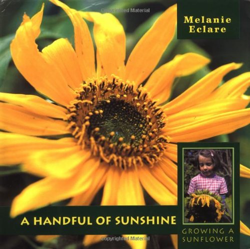 A Handful of Sunshine- Growing a Sunflower