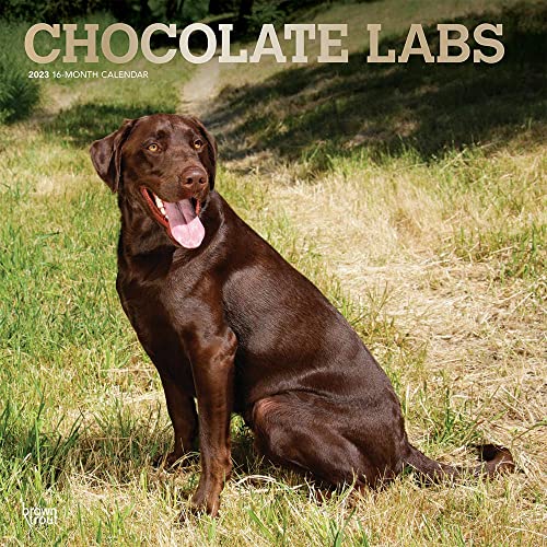 Labrador Retrievers, Chocolate 2023 Square Foil